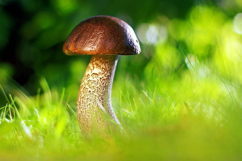 Mushrooms